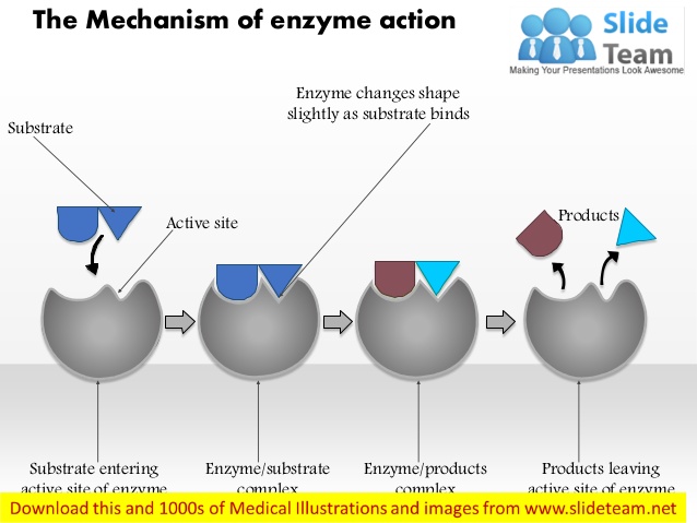 https://www.slideshare.net/Medical_PPT_Images/the-mechanism-of-enzyme-action-medical-images-for-power-point