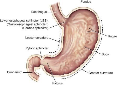 clinicalgate.com/digestive-system/