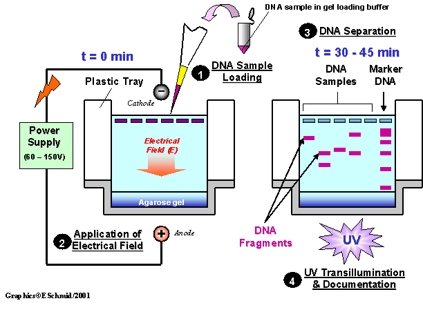 https://schoolworkhelper.net/gel-electrophoresis-basics-steps/