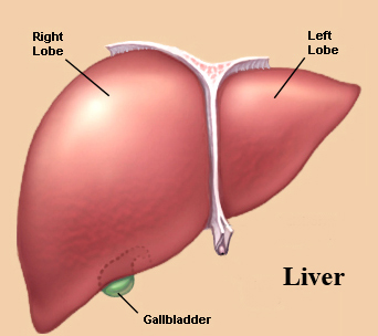 http://www.frcblog.com/2011/01/adult-stem-cells-treat-end-stage-liver-
