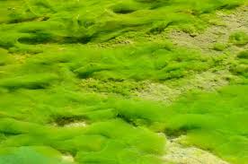 https://inhabitat.com/tag/algae/