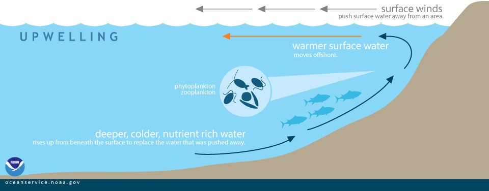 http://oceanservice.noaa.gov/facts/upwelling.html