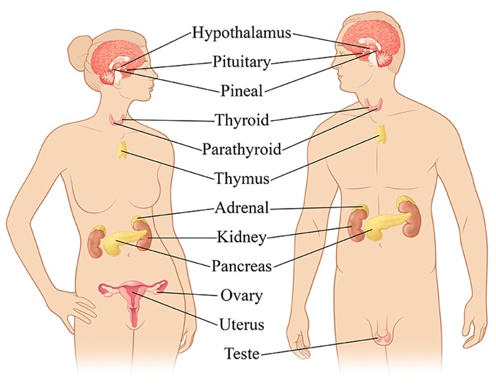 adrenal glands sex hormones