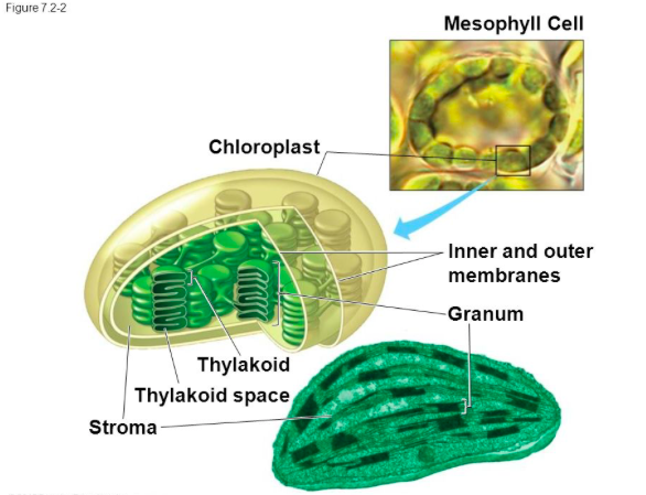 What are small cell structures within green plant cells that contain  chlorophyll?