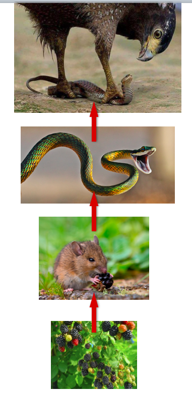 What would a drawing of a food chain with 4 trophic levels look