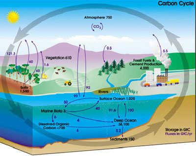http://www.visionlearning.com/en/library/Earth-Science/6/The-Carbon-Cycle/95