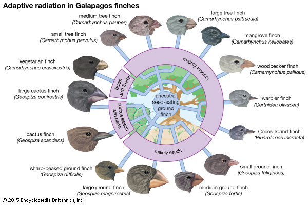 http://www.britannica.com/science/adaptive-radiation/images-videos/Fourteen-species-of-Galapagos-finches-that-evolved-from-a-common/74641