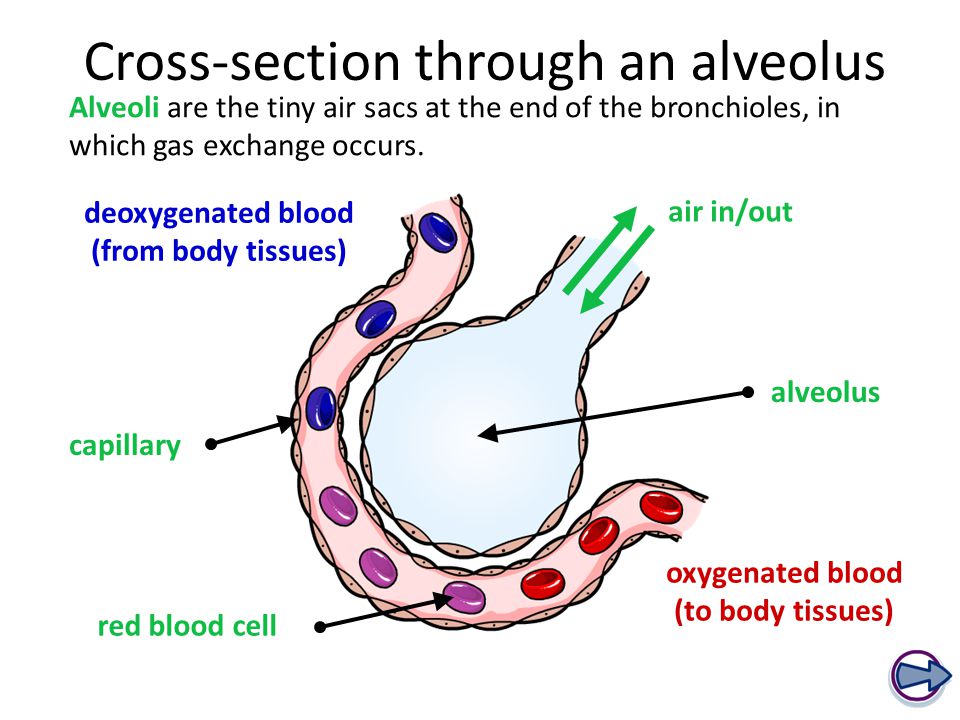 increase in alveolar/alveoli dead space?