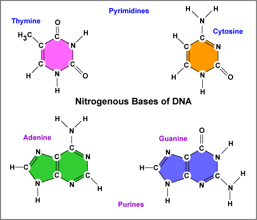 How Do Dna And Rna Nucleotides Differ Socratic