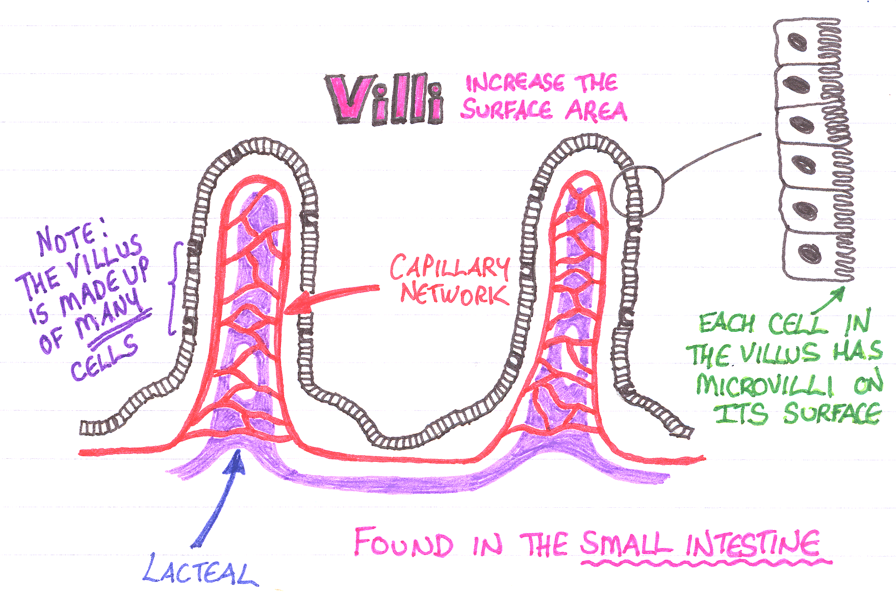 Nutrient absorption in the microvilli