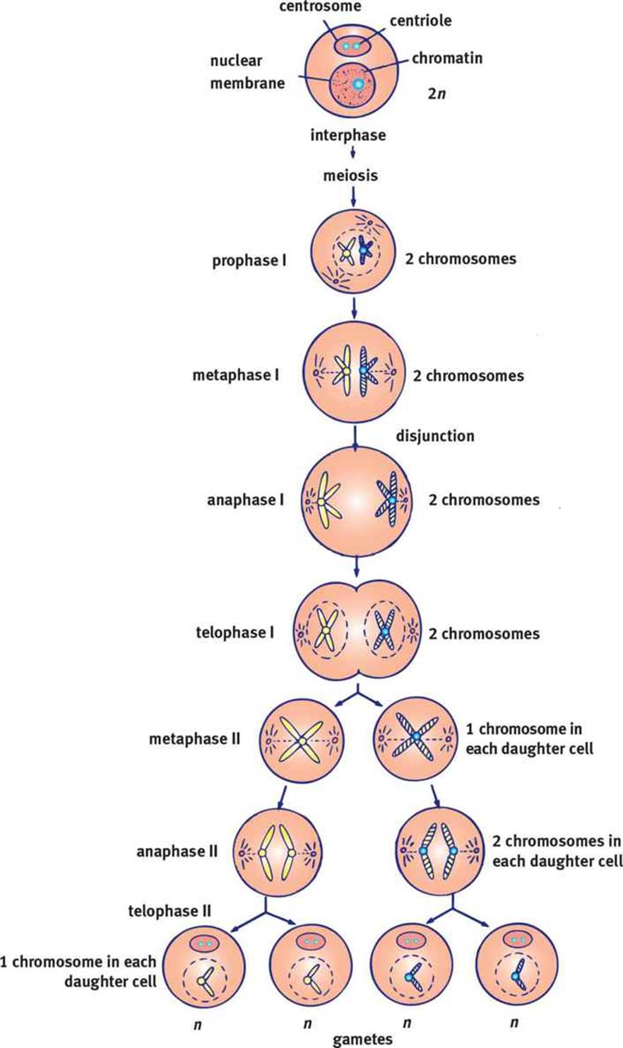 what-does-meiosis-produce-socratic