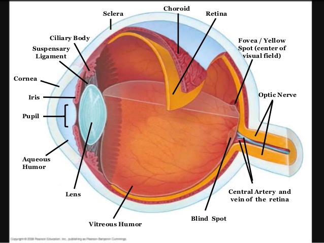 What are the three layers of the human eye? | Socratic