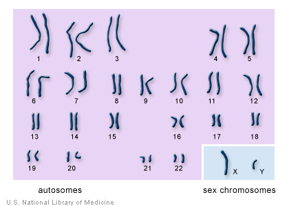 https://ghr.nlm.nih.gov/primer/illustrations/chromosomes.jpg
