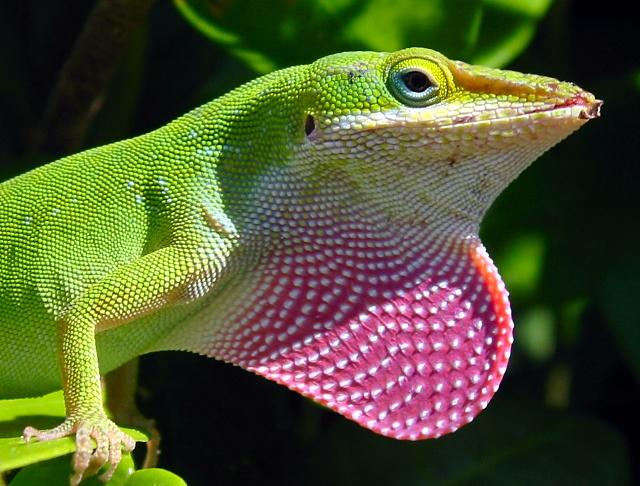 http://pixdaus.com/green-anole-lizard-with-dewlap-extended-reptile/items/view/120007/