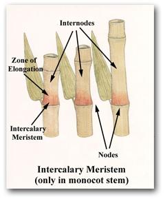 http://images.tutorvista.com/content/plant-histology/intercalary-meristem-tissue.jpeg