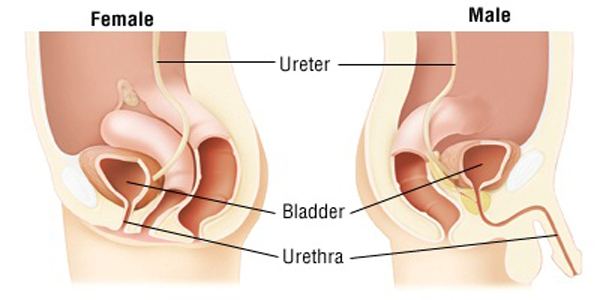 http://www.organsofthebody.com/images/urethra.jpg