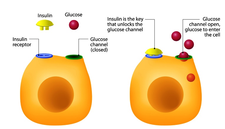 http://diabeteslibrary.org/function-of-insulin/