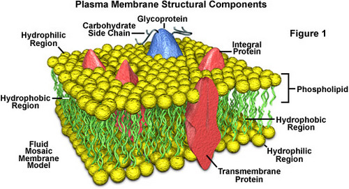 https://mville.digication.com/neeta_yousaf/Chemical_Composition_of_Cell_Membrane
