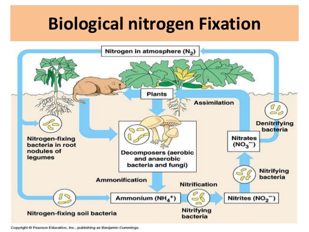 https://www.slideshare.net/kanju888/enhancing-biological-nitrogen-fixation-in-pulse-crops-under-drought-condition
