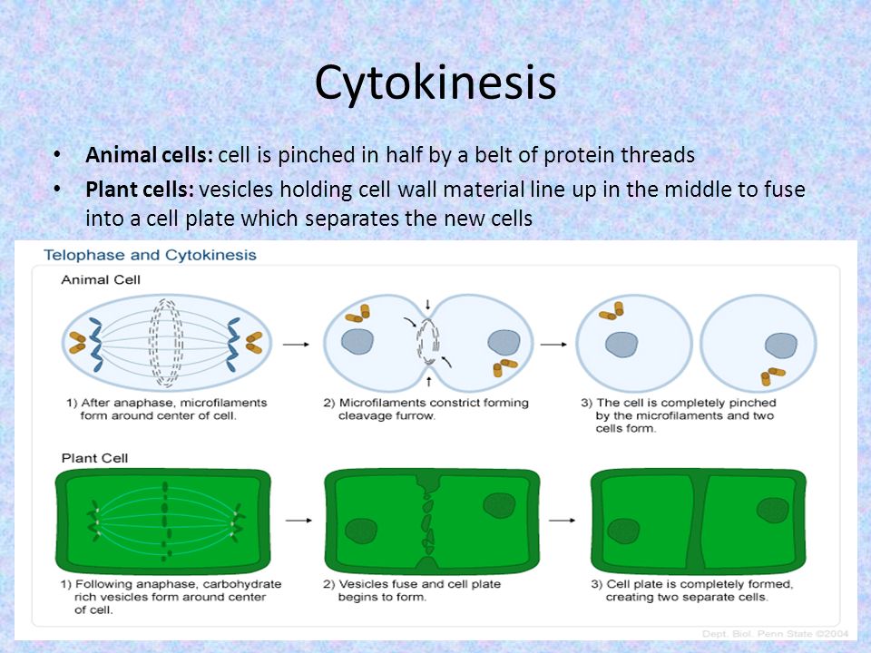 Why is cytokinesis different in a plant cell when compared to that of animal  cell? | Socratic