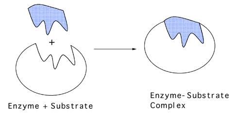 Enzyme Substrate Complex  