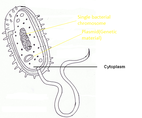 http://ibbiology.wikifoundry.com/page/Draw+a+diagram+of+an+E.+coli+bacterium