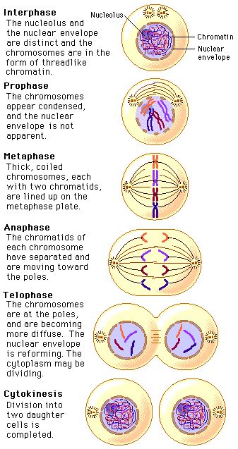 describe the different stages of mitosis