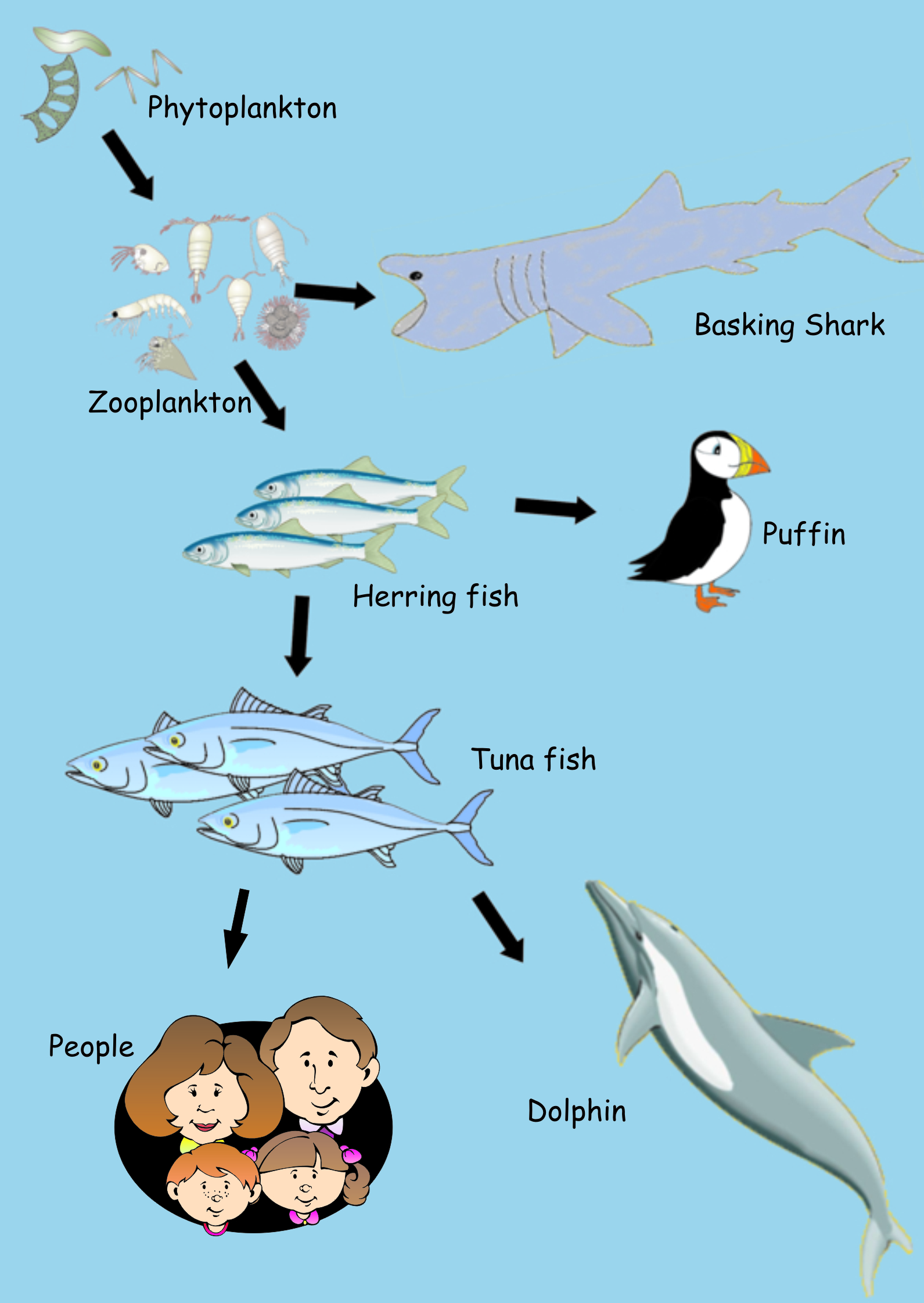 Фитопланктон зоопланктон пищевая. Цепь питания планктон. Пищевая цепь фитопланктон Дельфин. Фитопланктон цепочка питания. Пищевая цепочка акулы.