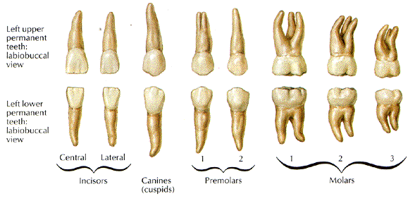 How would you compare the functions of the different types of mammalian  teeth? | Socratic