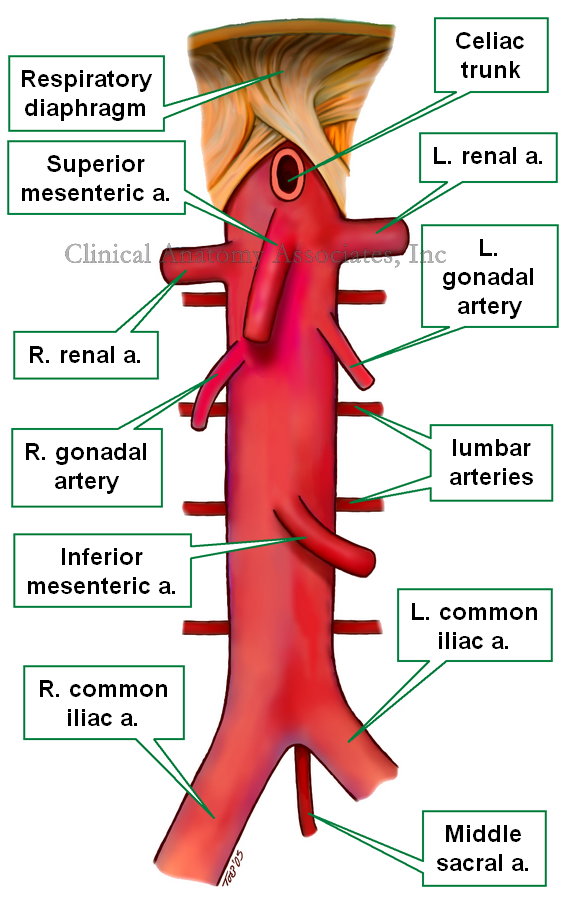 The Abdominal Aorta Divides Into Two Branches Before Entering The Legs What Are The Names Of These Branches Socratic