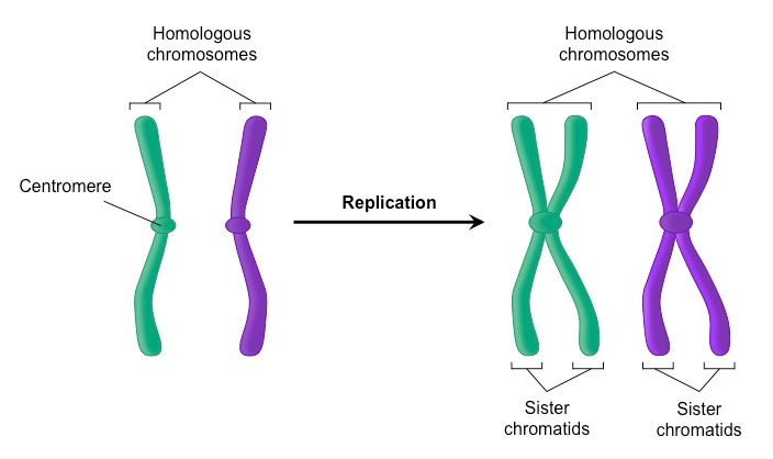 http://ib.bioninja.com.au/_Media/meiotic-sister-chromatids_medjpeg