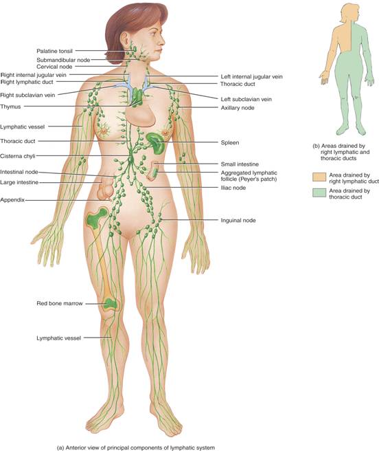 http://www.anatomychart.info/lymph-node-system-human-body/lymphatic-system-lymph-nodes-9/