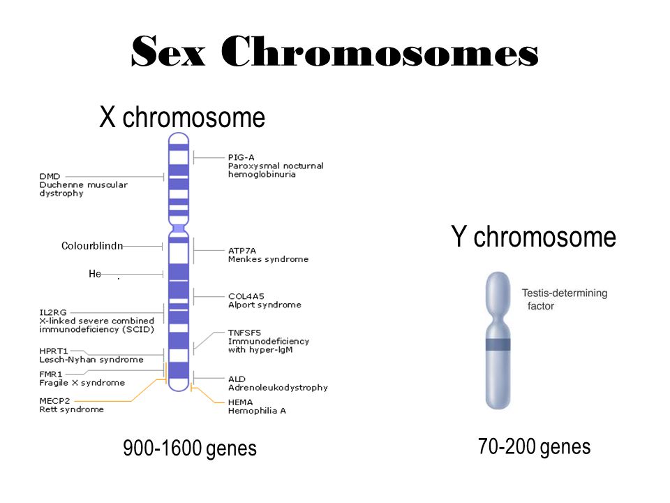 X And Y Chromosomes