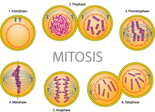 Interphase 3 Stages