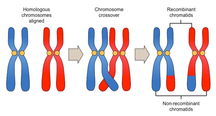 http://ib.bioninja.com.au/standard-level/topic-3-genetics/33-meiosis/crossing-over.html