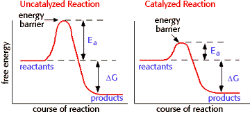 http://www.biology.arizona.edu/biochemistry/problem_sets/energy_enzymes_catalysis/01t.html