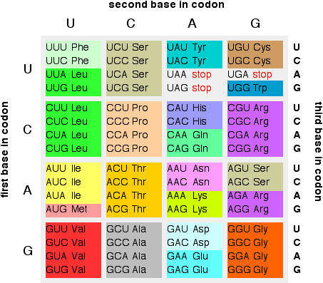 codon chart dna to mrna