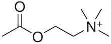 https://upload.wikimedia.org/wikipedia/commons/thumb/2/21/Acetylcholinesvg/220px-Acetylcholine.svg.png