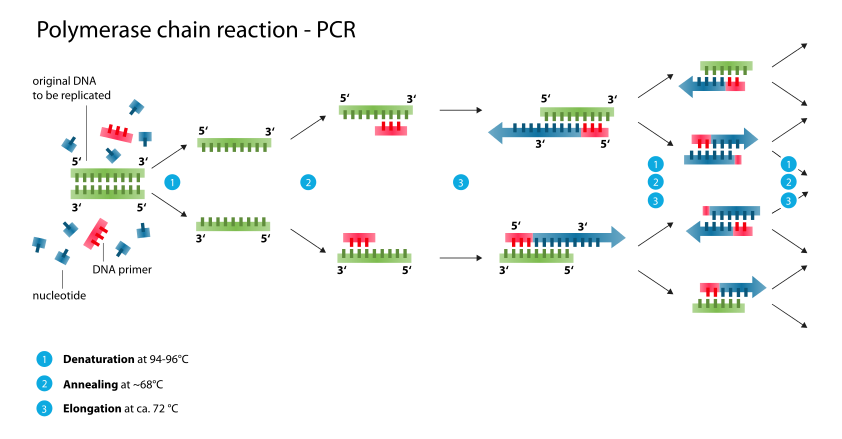 http://www.microbiologyinfo.com/polymerase-chain-reaction-pcr-principle-procedure-types-applications-and-animation/