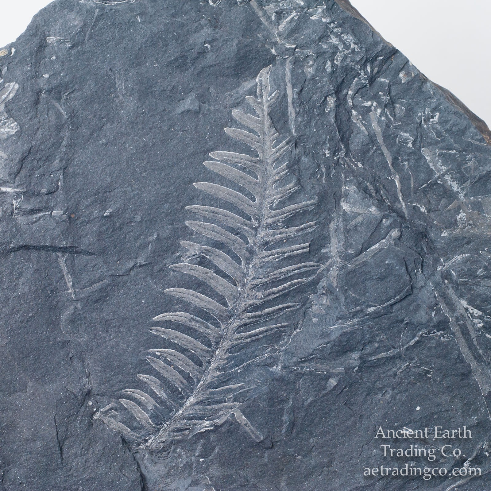 https://ancientearthtradingco.com/fossils/plants/st-clair-pennsylvania/seed-fern-branch-tips-multiple-leaf-fossils-from-pennsylvania-usa.html image source here
