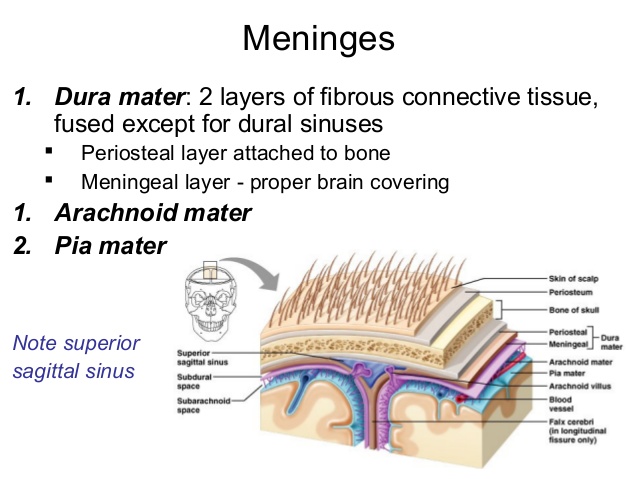 meninges of the brain