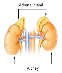 https://en.wikipedia.org/wiki/Adrenal_gland#/media/File:Illu_adrenal_gland.jpg