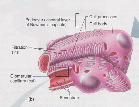Glomerular Capillaries