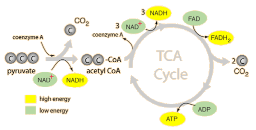 What are the sequence of events in cellular respiration? | Socratic