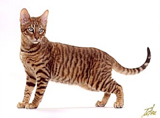 http://www.cat-breed-info.com/toyger-cat-breed.html
