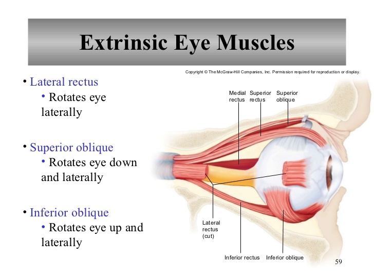 intrinsic eye muscles