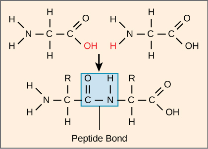 https://biologydictionary.net/peptide-bond/