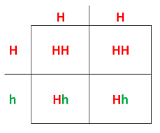 which allele is dominant heterozygous