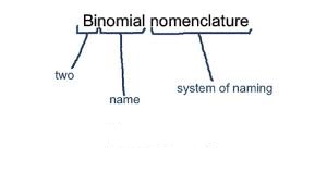 http://www.writeopinions.com/binomial-nomenclature