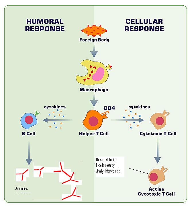 humoral vs cell mediated immunity